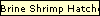 Brine Shrimp Hatcheries